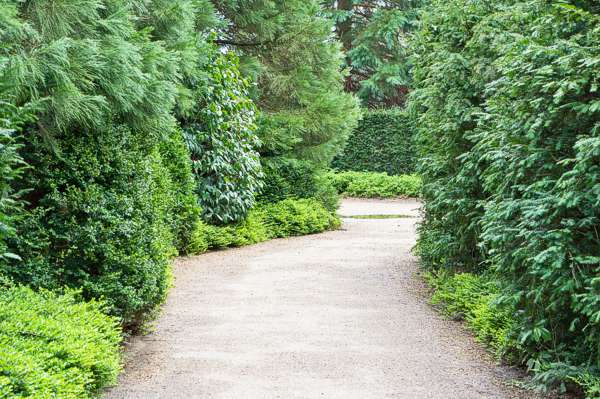 Evergreens